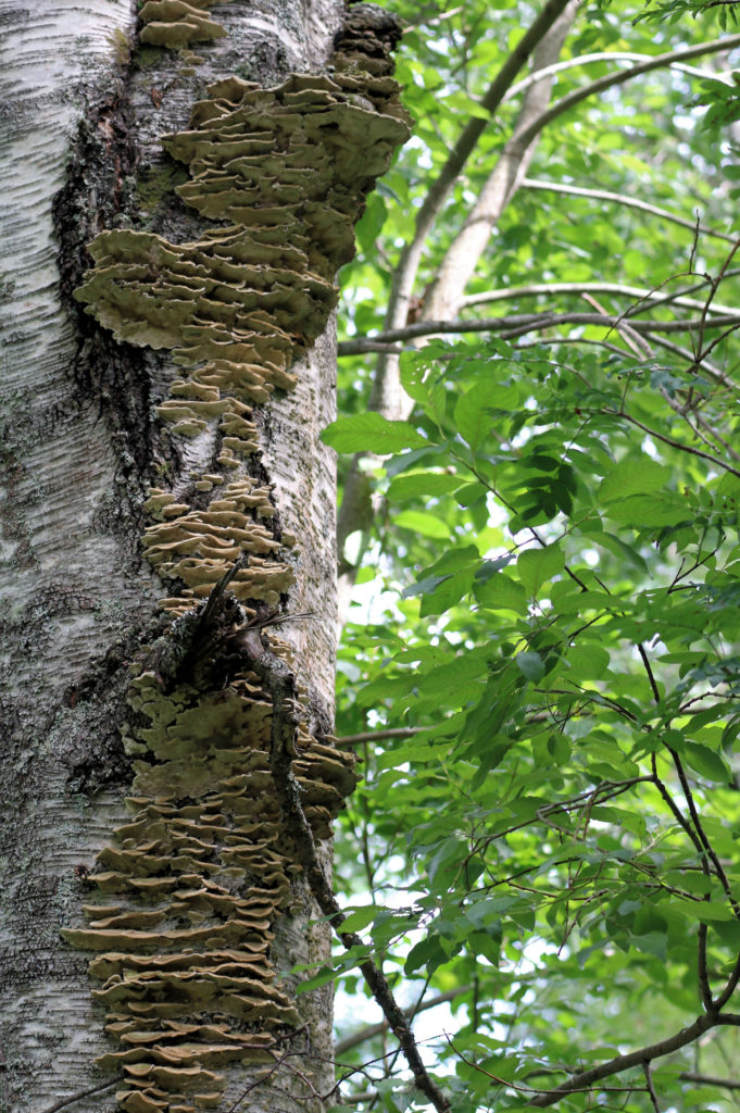 Valokuvaaja: Ahti Keränen