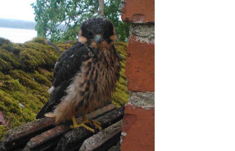 Valokuvaaja: Ari Ranki