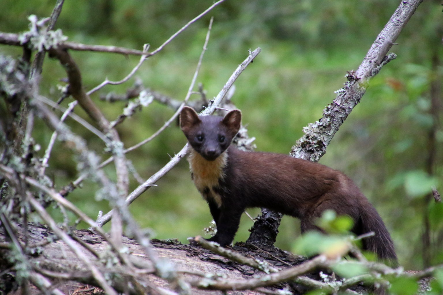 Valokuvaaja: Kari Aaltonen