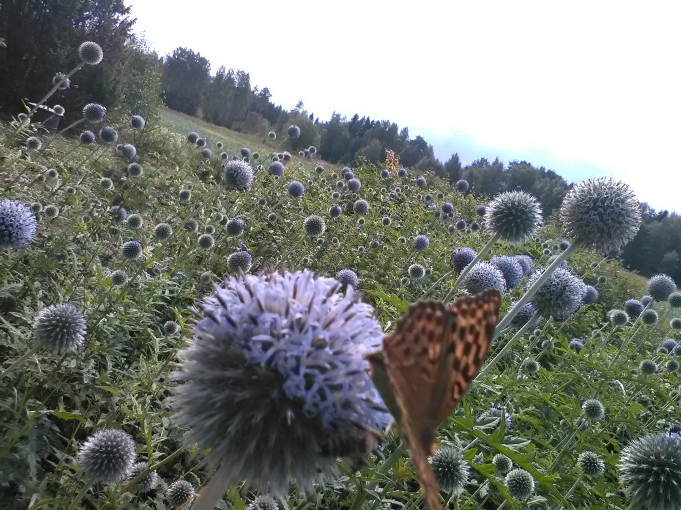 Valokuvaaja: Janne Färm