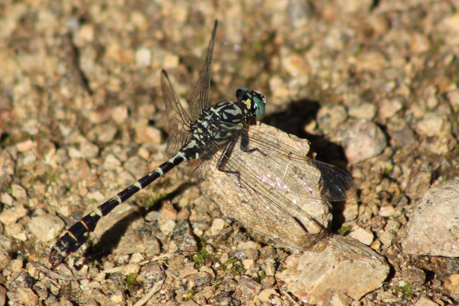 Valokuvaaja: Päivi Salonen Valokuvaaja: Päivi Salonen
