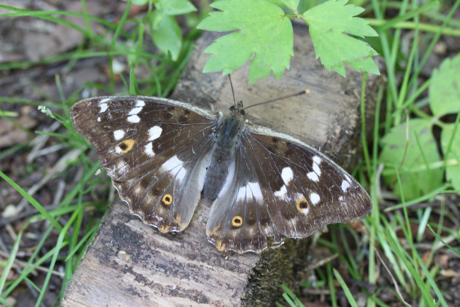 Valokuvaaja: Päivi Salonen