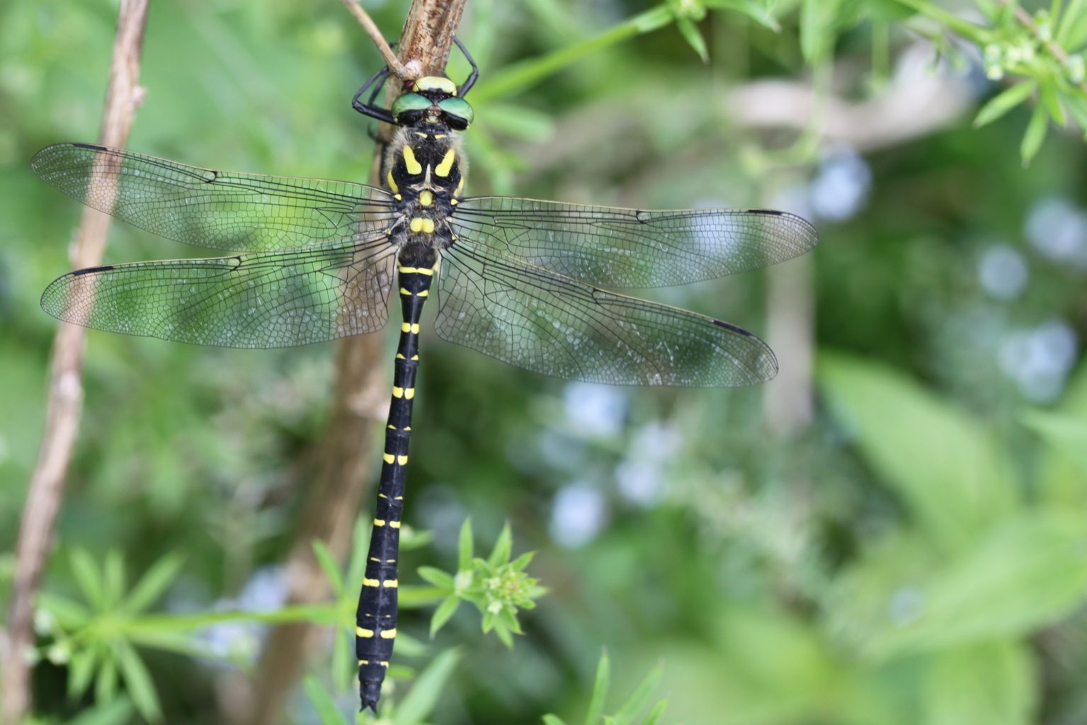 Valokuvaaja: Päivi Salonen Valokuvaaja: Päivi Salonen