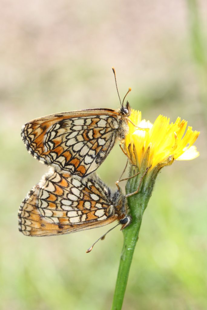 Valokuvaaja: Päivi Salonen