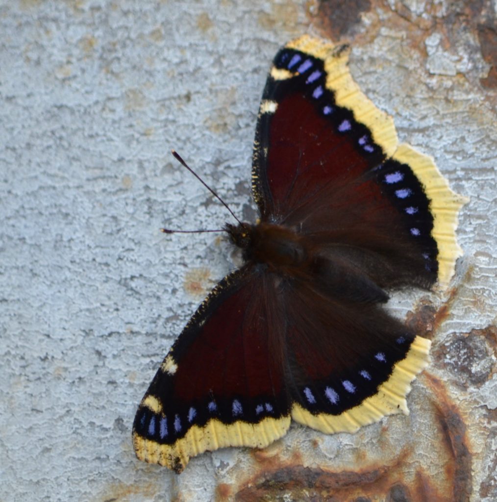 Valokuvaaja: Leena Rissanen