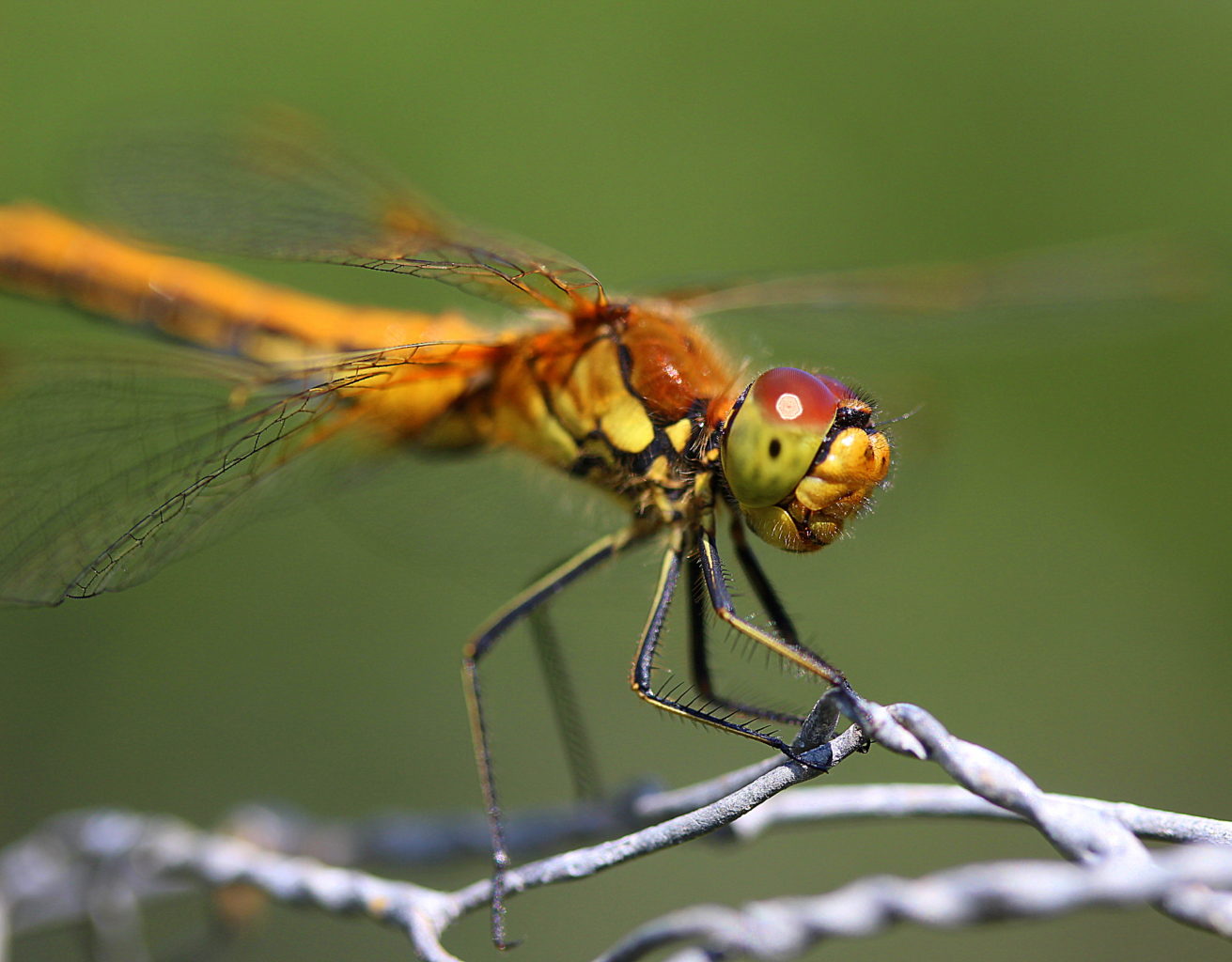 Valokuvaaja: sirpa Jyske