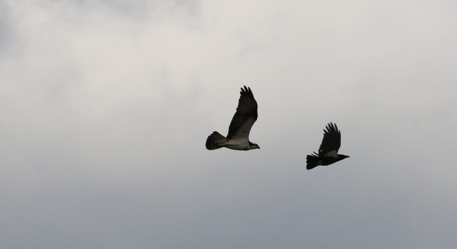 Valokuvaaja: Ahti Keränen