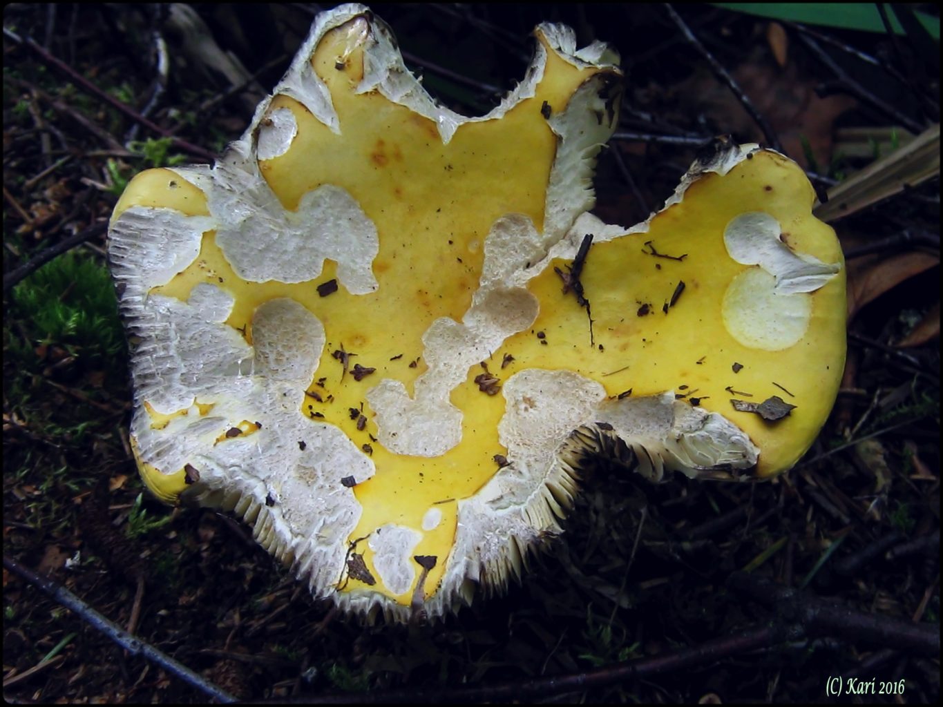 Valokuvaaja: Kari Saarinen