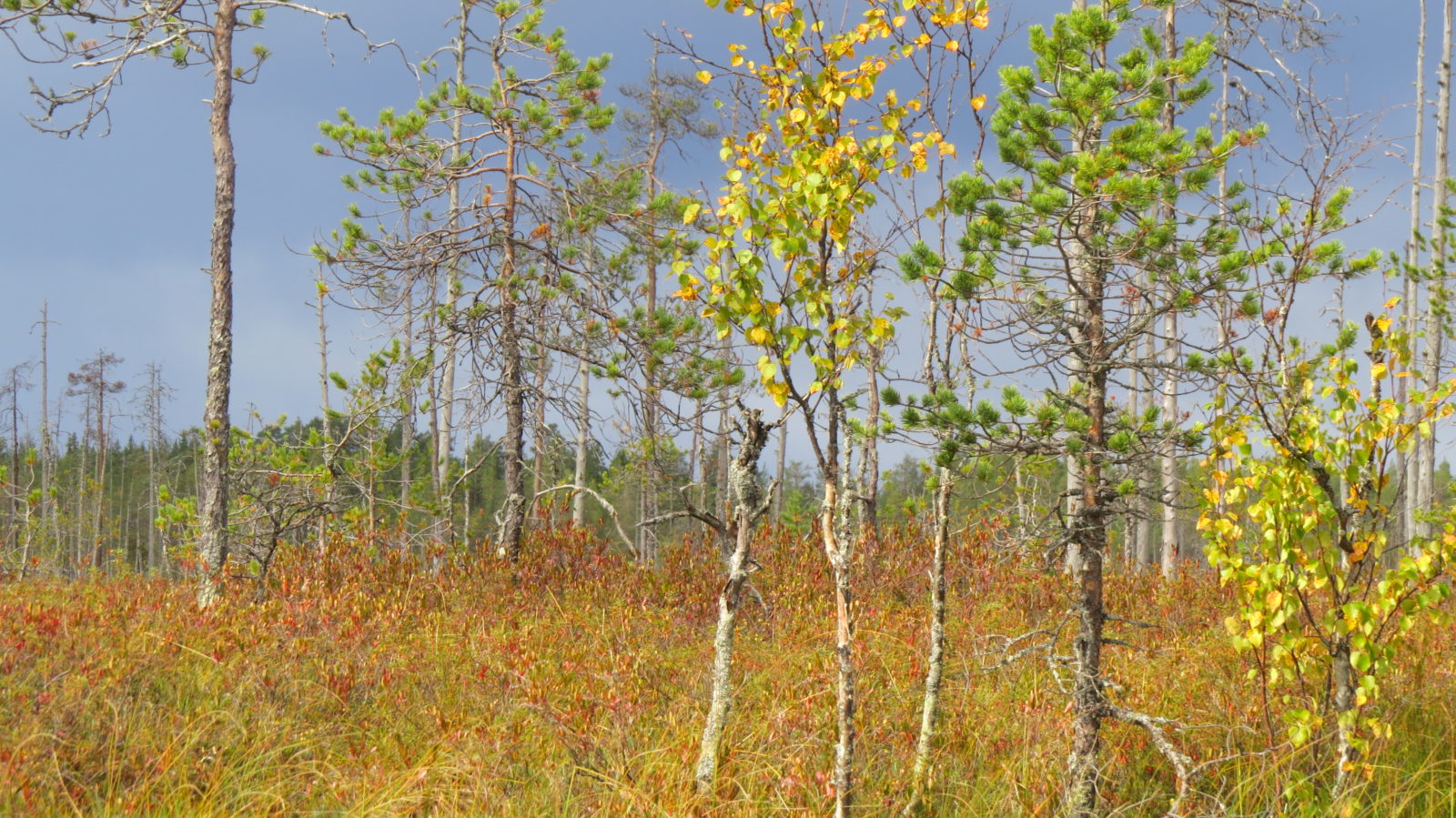 Valokuvaaja: Minna Kähkönen