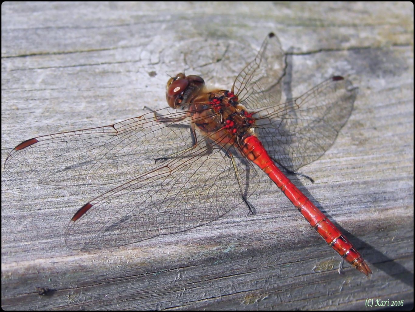 Valokuvaaja: Kari Saarinen