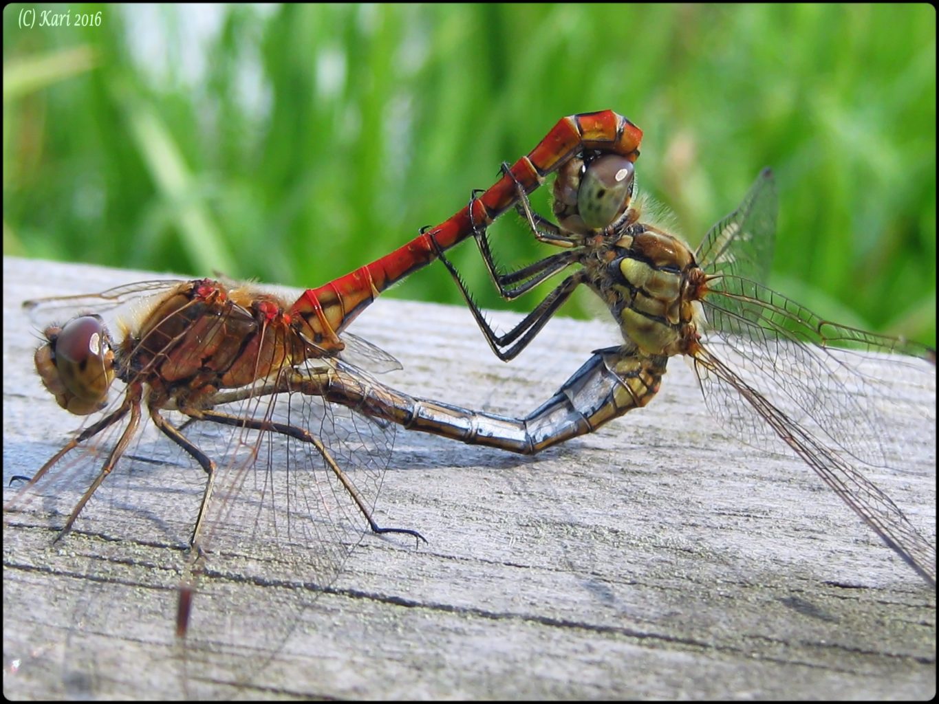Valokuvaaja: Kari Saarinen Valokuvaaja: Kari Saarinen