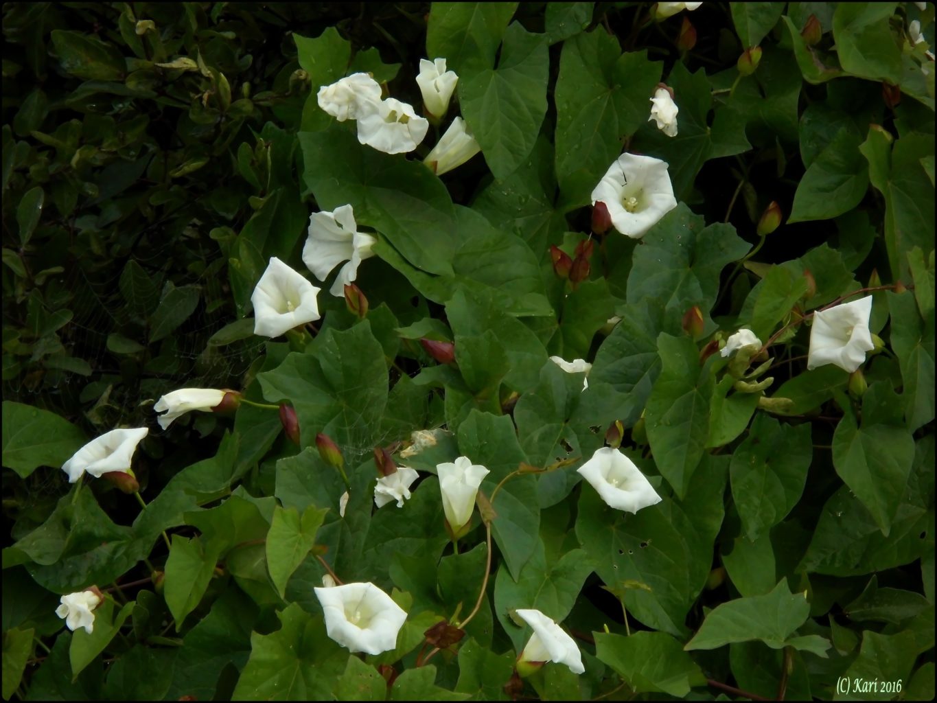 Valokuvaaja: Kari Saarinen