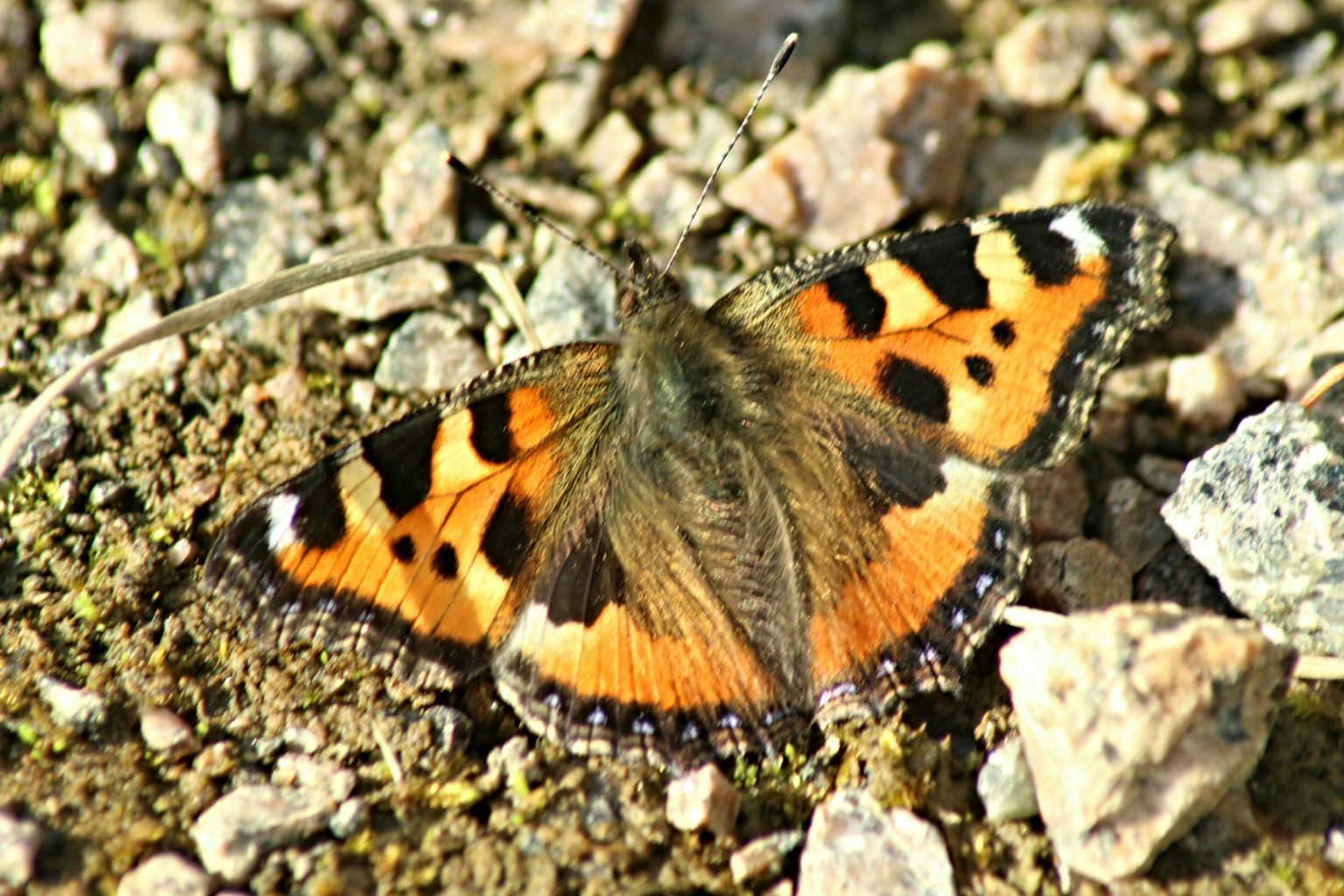 Valokuvaaja: Miia Pesu