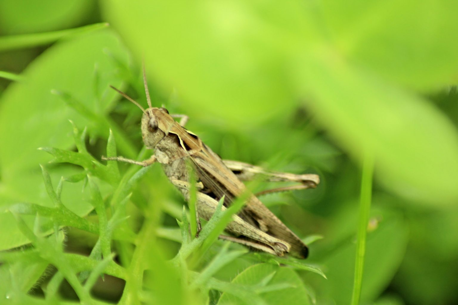 Valokuvaaja: Miia Pesu