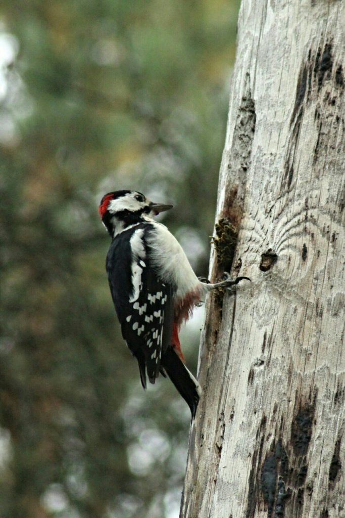 Valokuvaaja: Miia Pesu