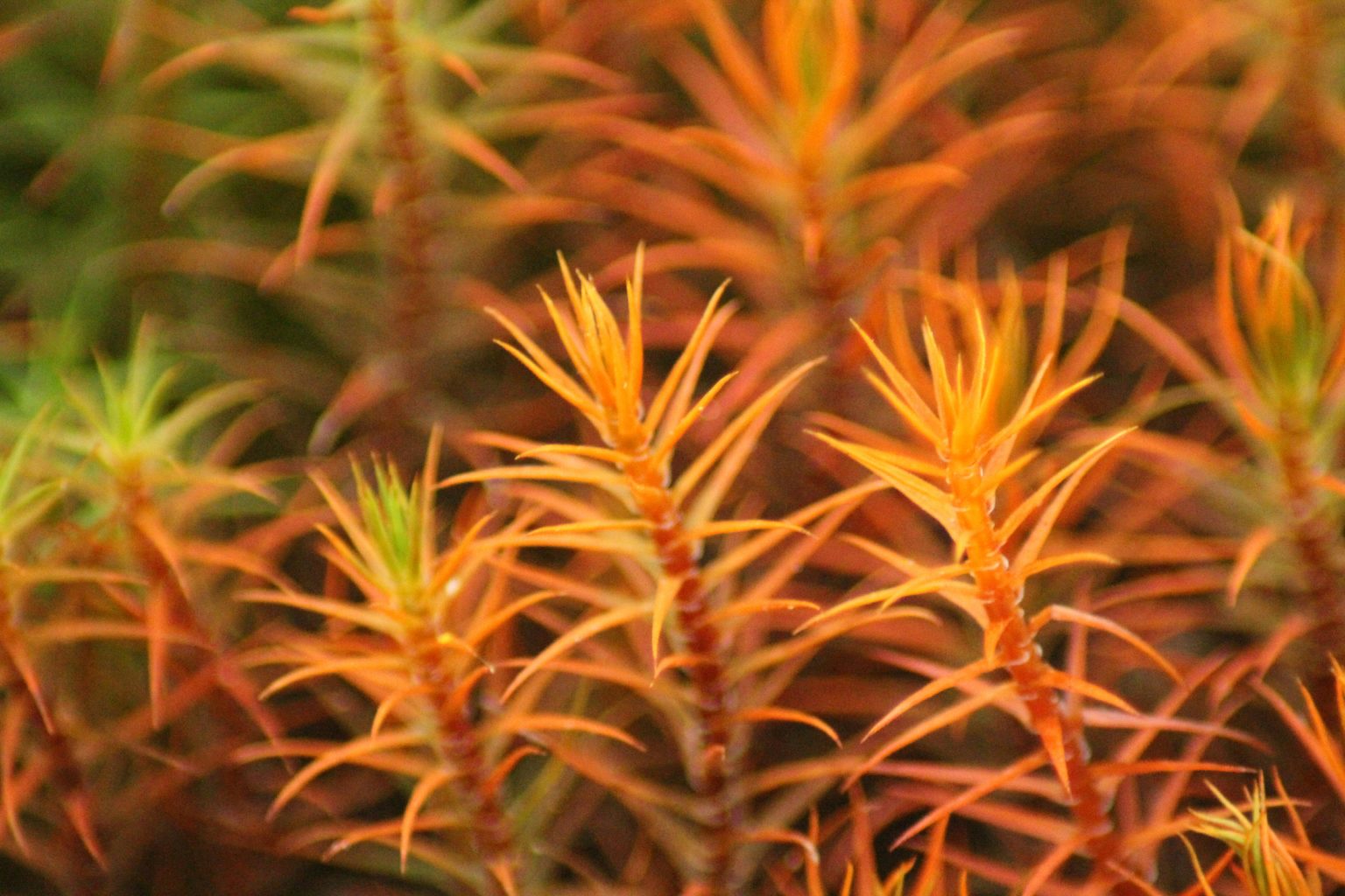 Valokuvaaja: Miia Pesu