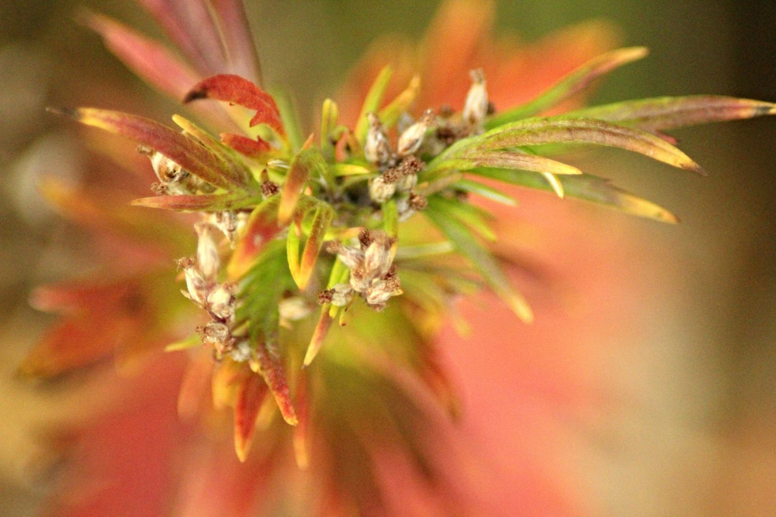 Valokuvaaja: Miia Pesu