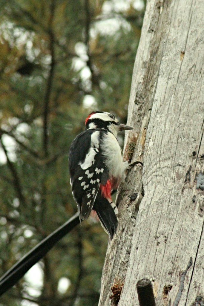 Valokuvaaja: Miia Pesu