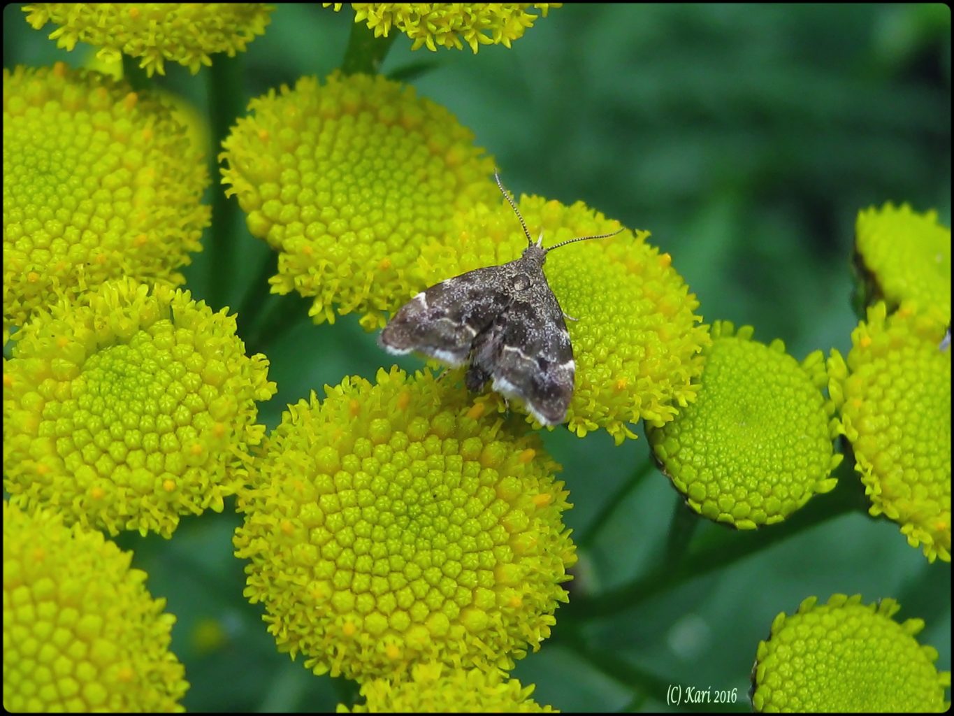 Valokuvaaja: Kari Saarinen