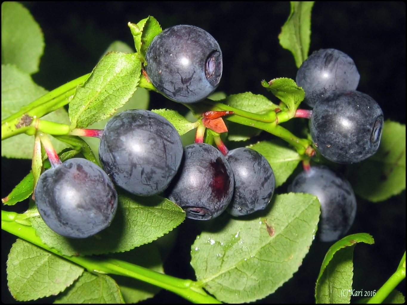 Valokuvaaja: Kari Saarinen