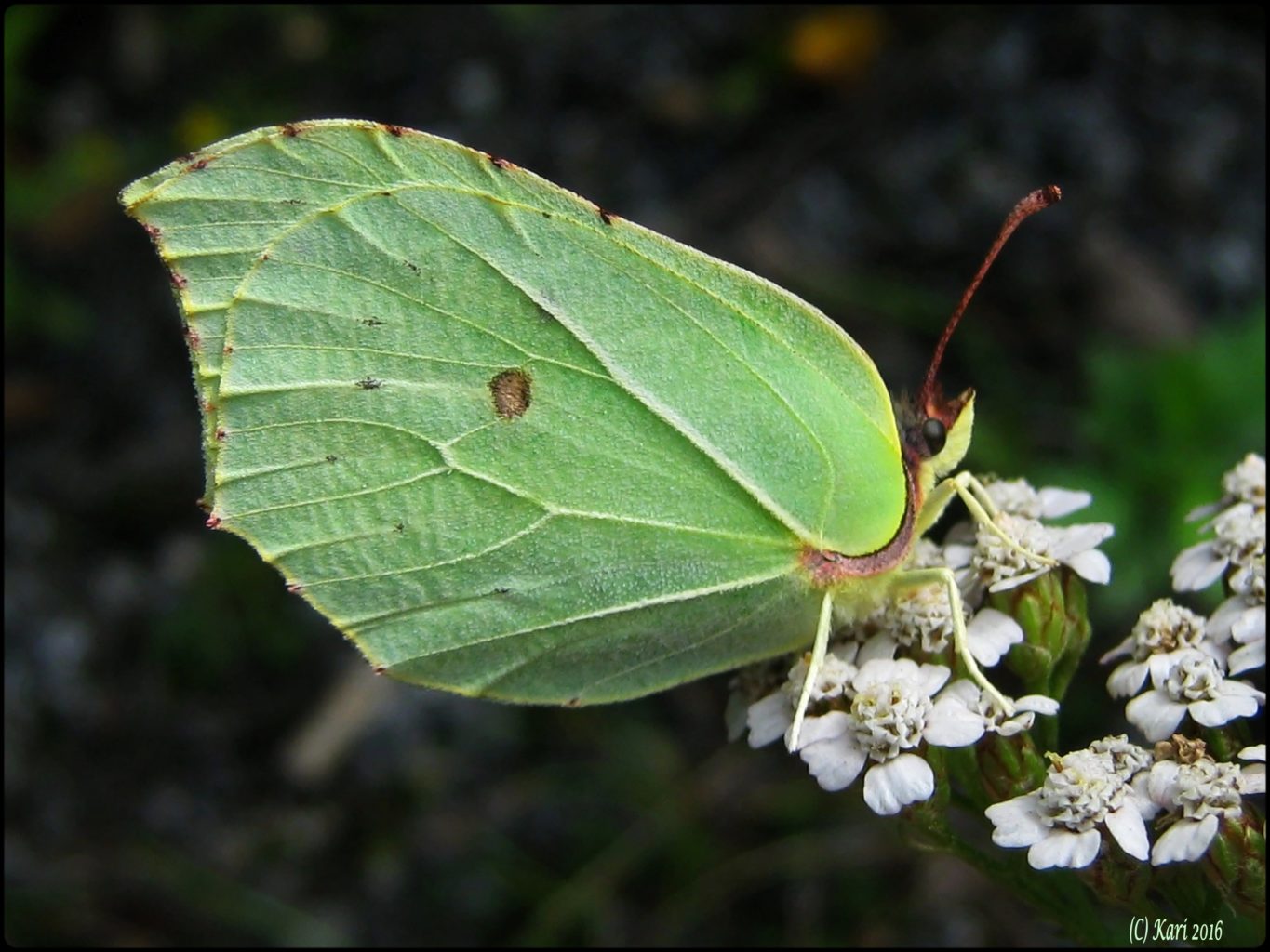 Valokuvaaja: Kari Saarinen