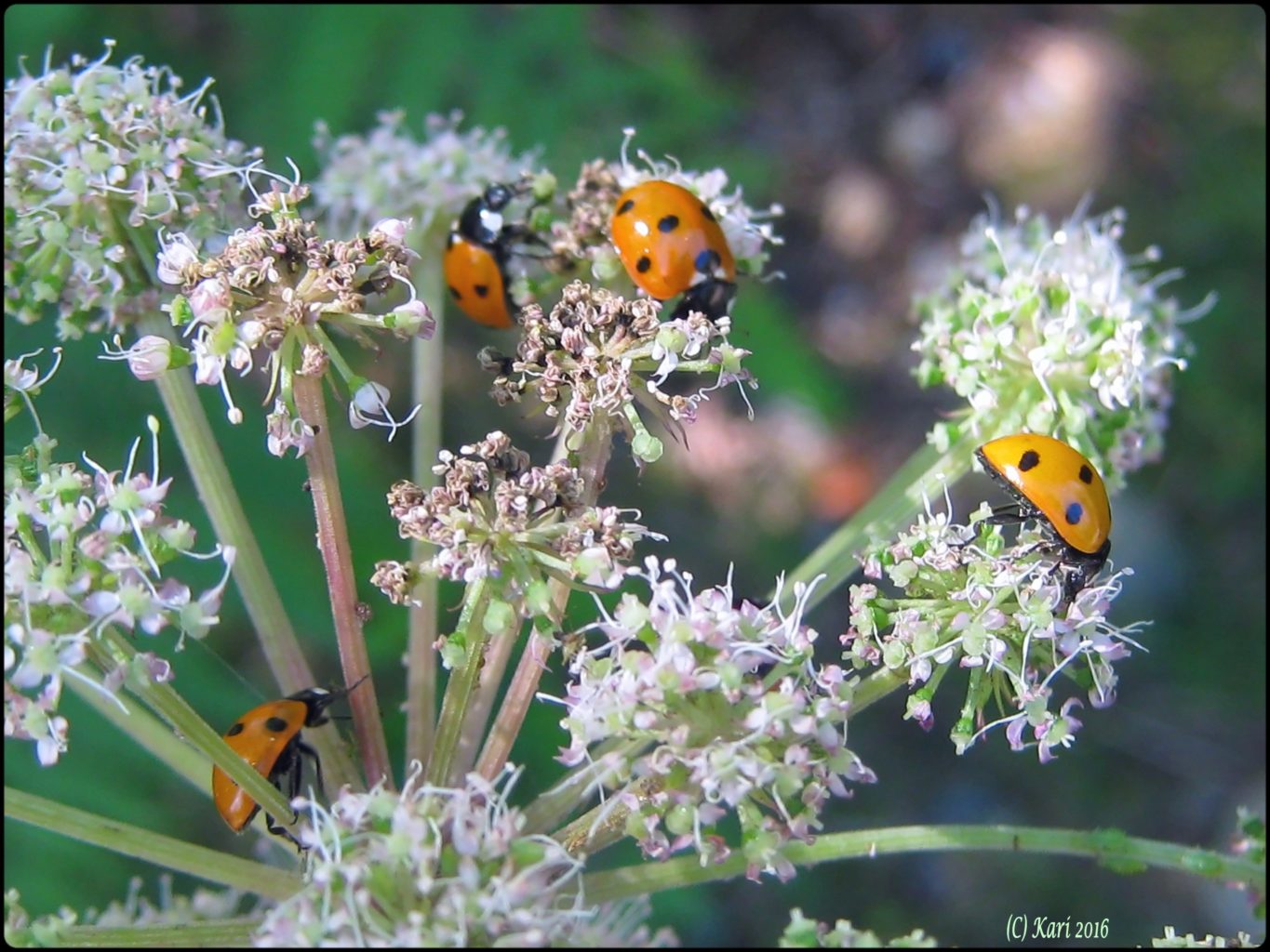 Valokuvaaja: Kari Saarinen