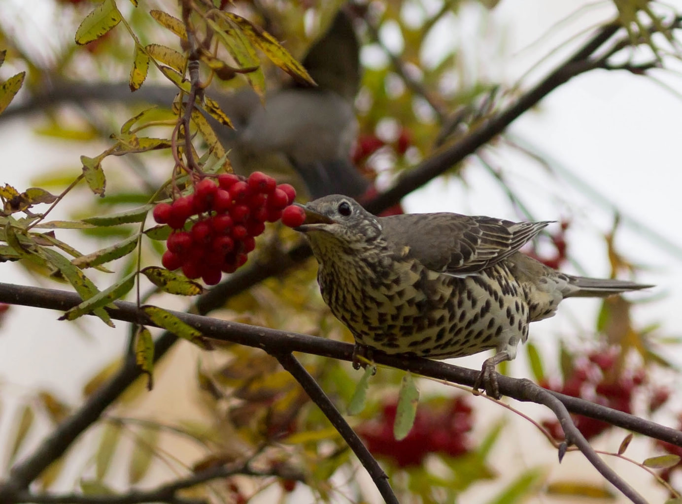 Valokuvaaja: Irma Kortekallio