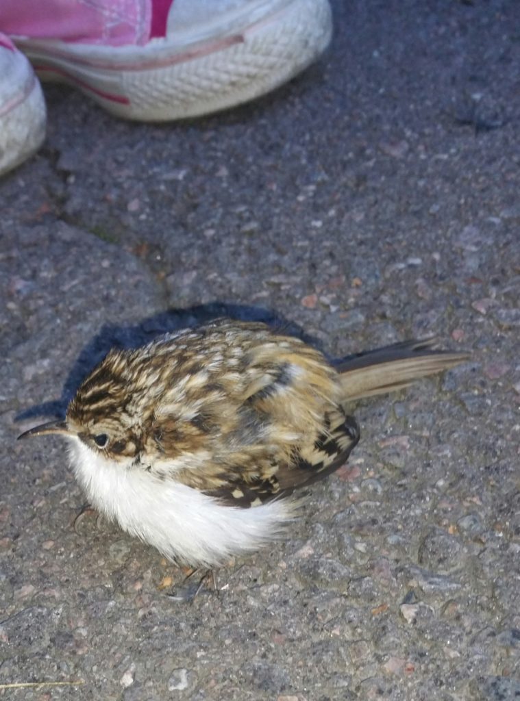 Valokuvaaja: Tiina Ahlfors