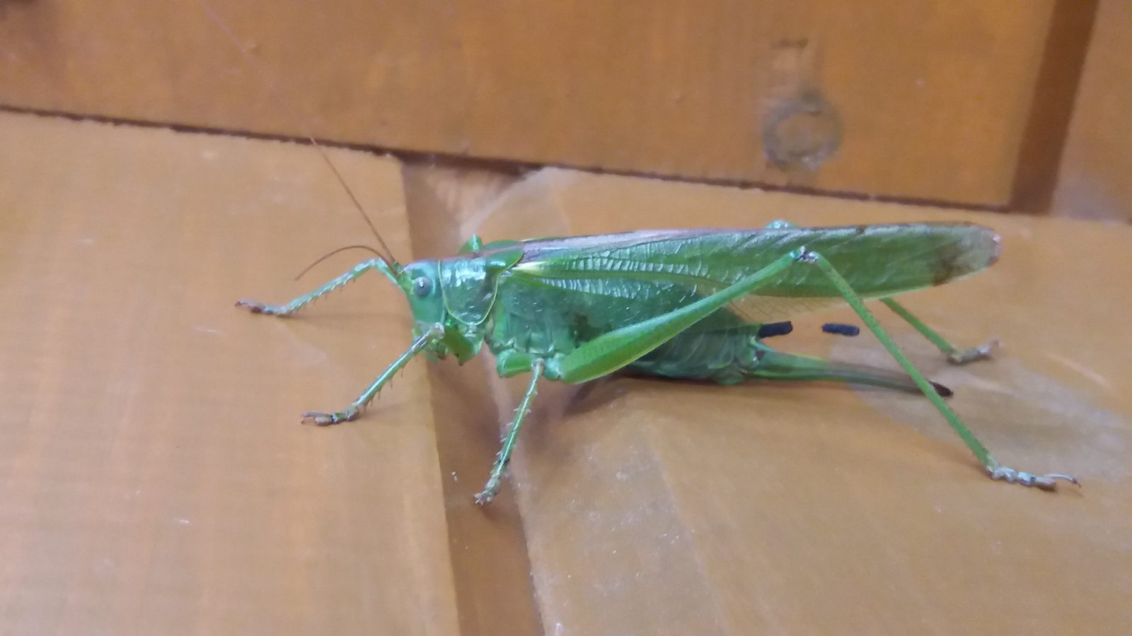 Valokuvaaja: Heli Päivärinne