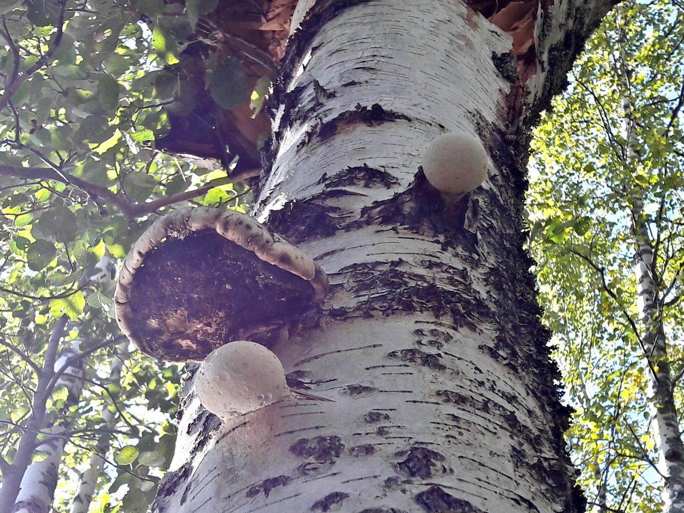 Valokuvaaja: Tuula Makkonen Valokuvaaja: Tuula Makkonen