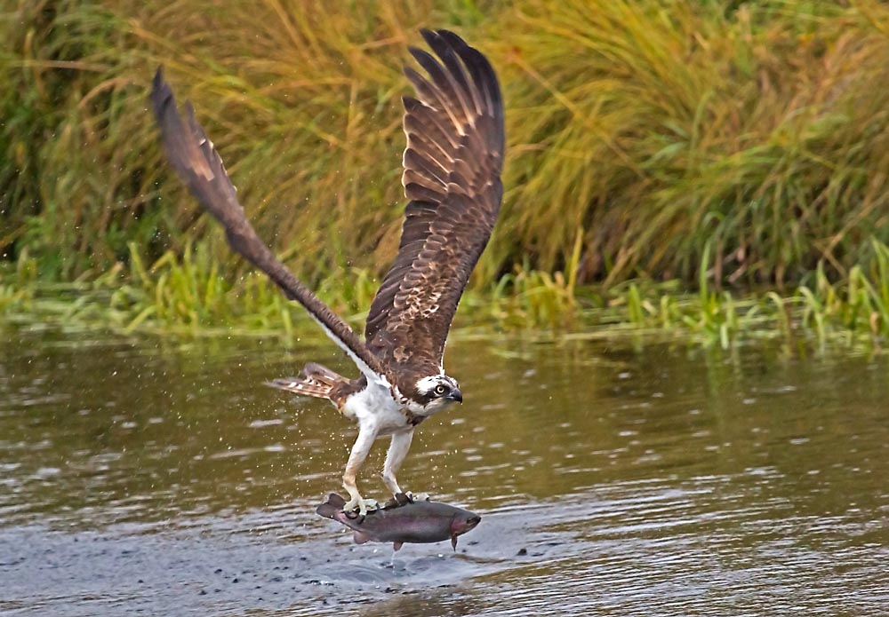Valokuvaaja: Anna-Liisa Pirhonrn