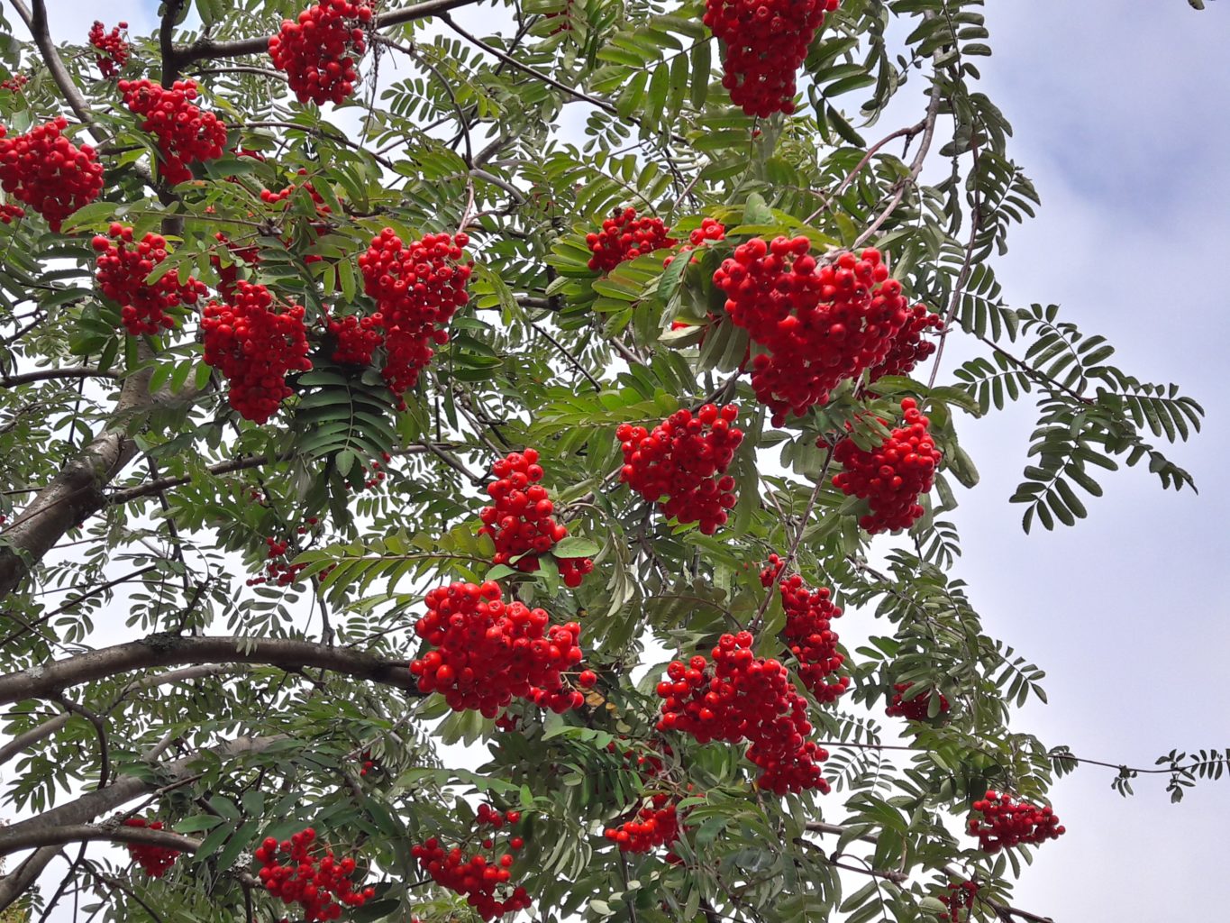 Valokuvaaja: Tuula Makkonen