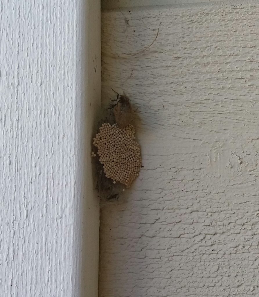 Valokuvaaja: Seija Komulainen