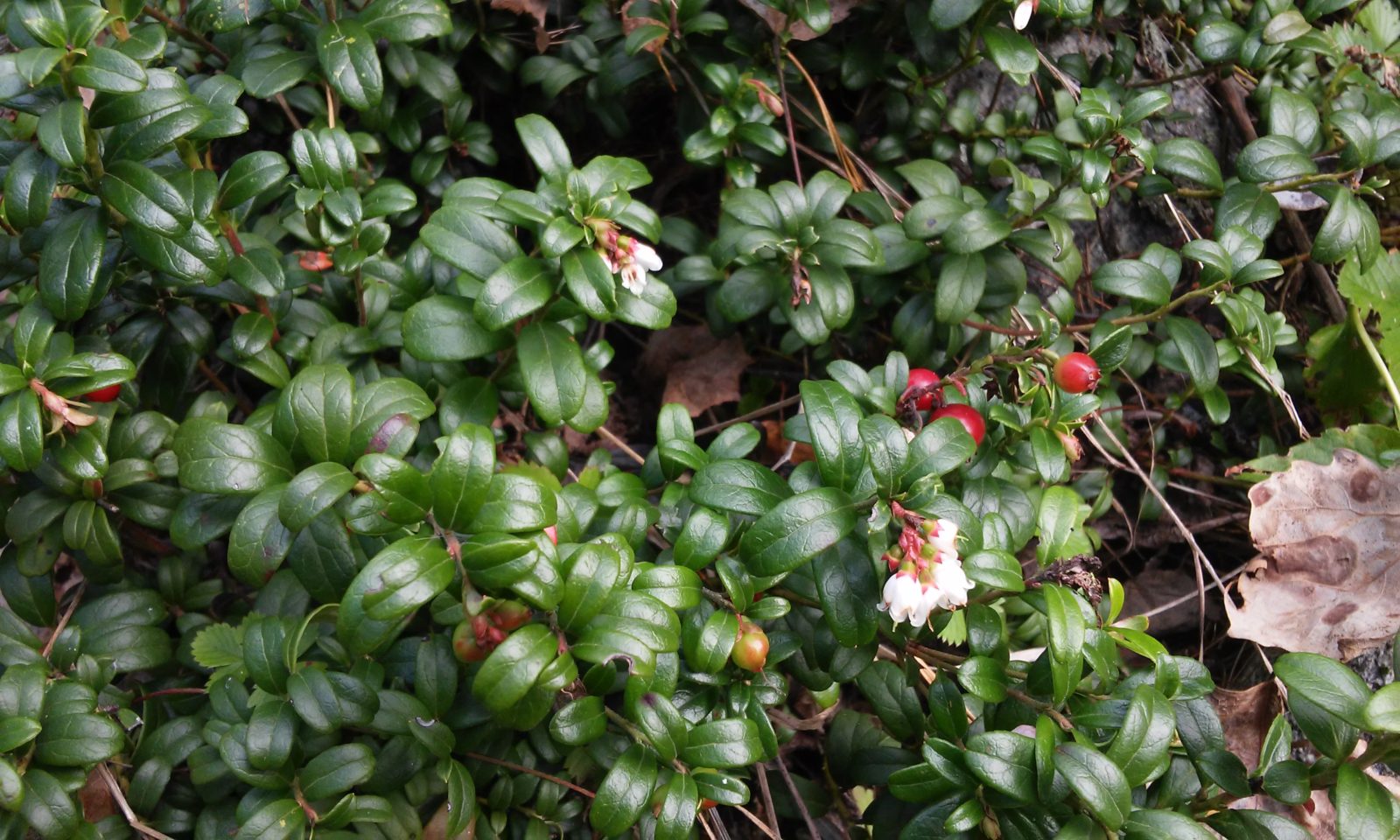 Valokuvaaja: Hannele Wikman