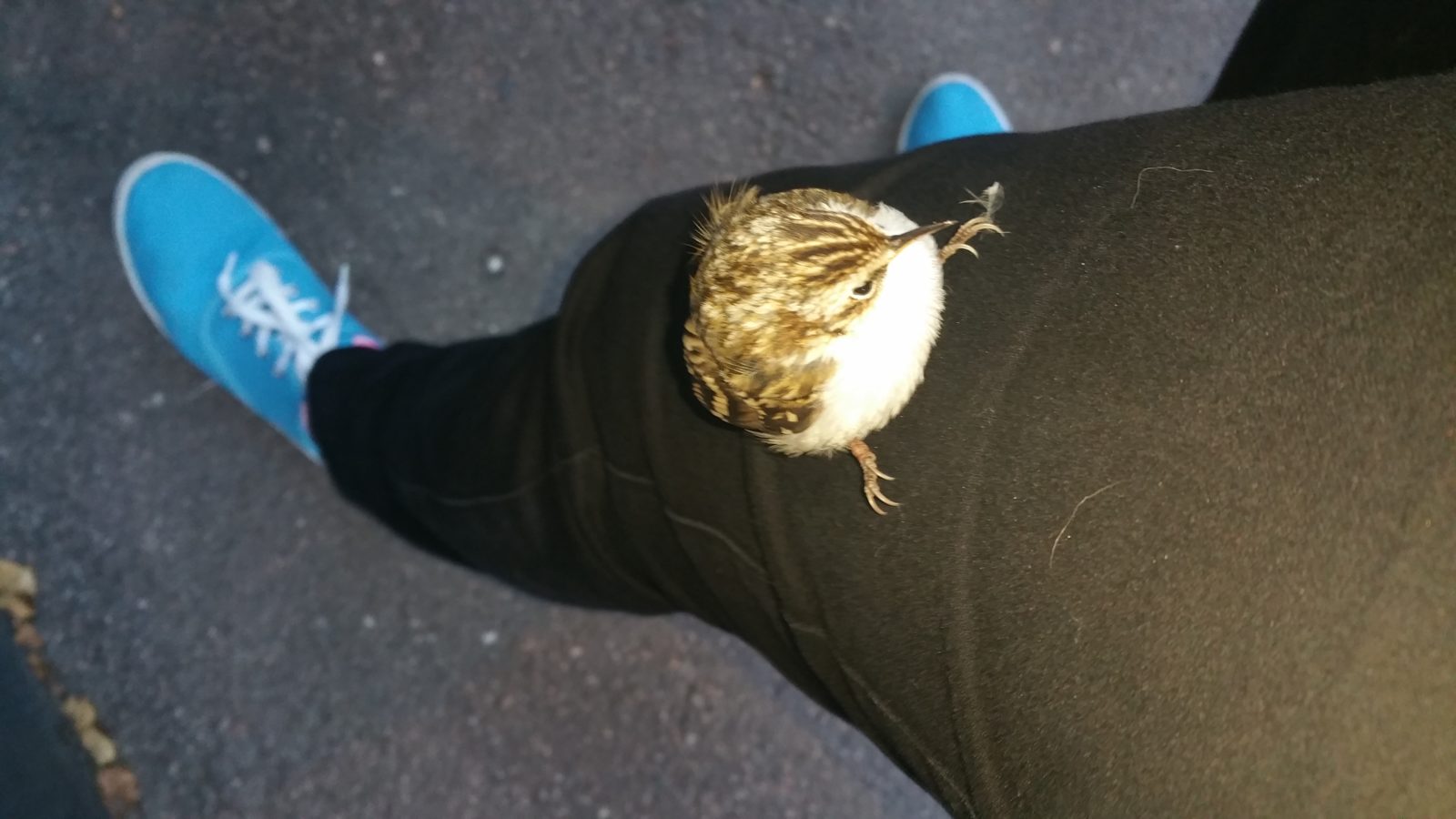 Valokuvaaja: Tiina Ahlfors