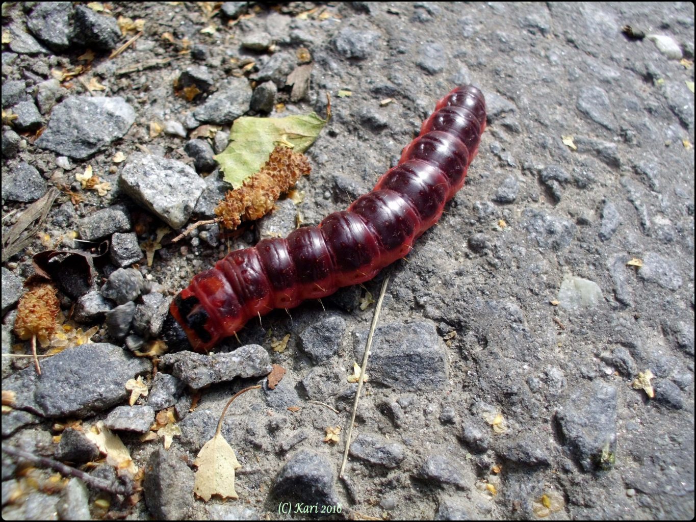 Valokuvaaja: Kari Saarinen