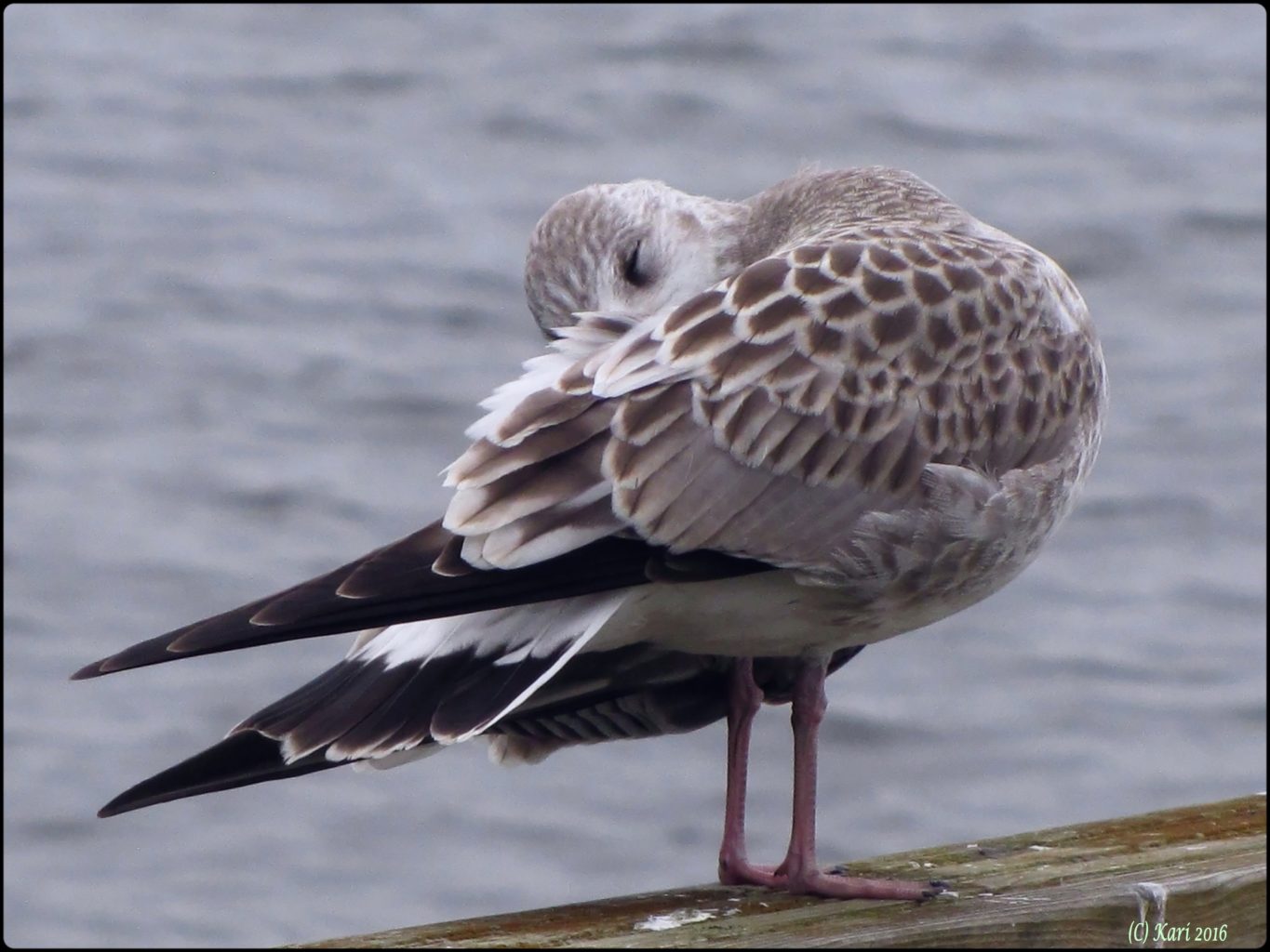 Valokuvaaja: Kari Saarinen