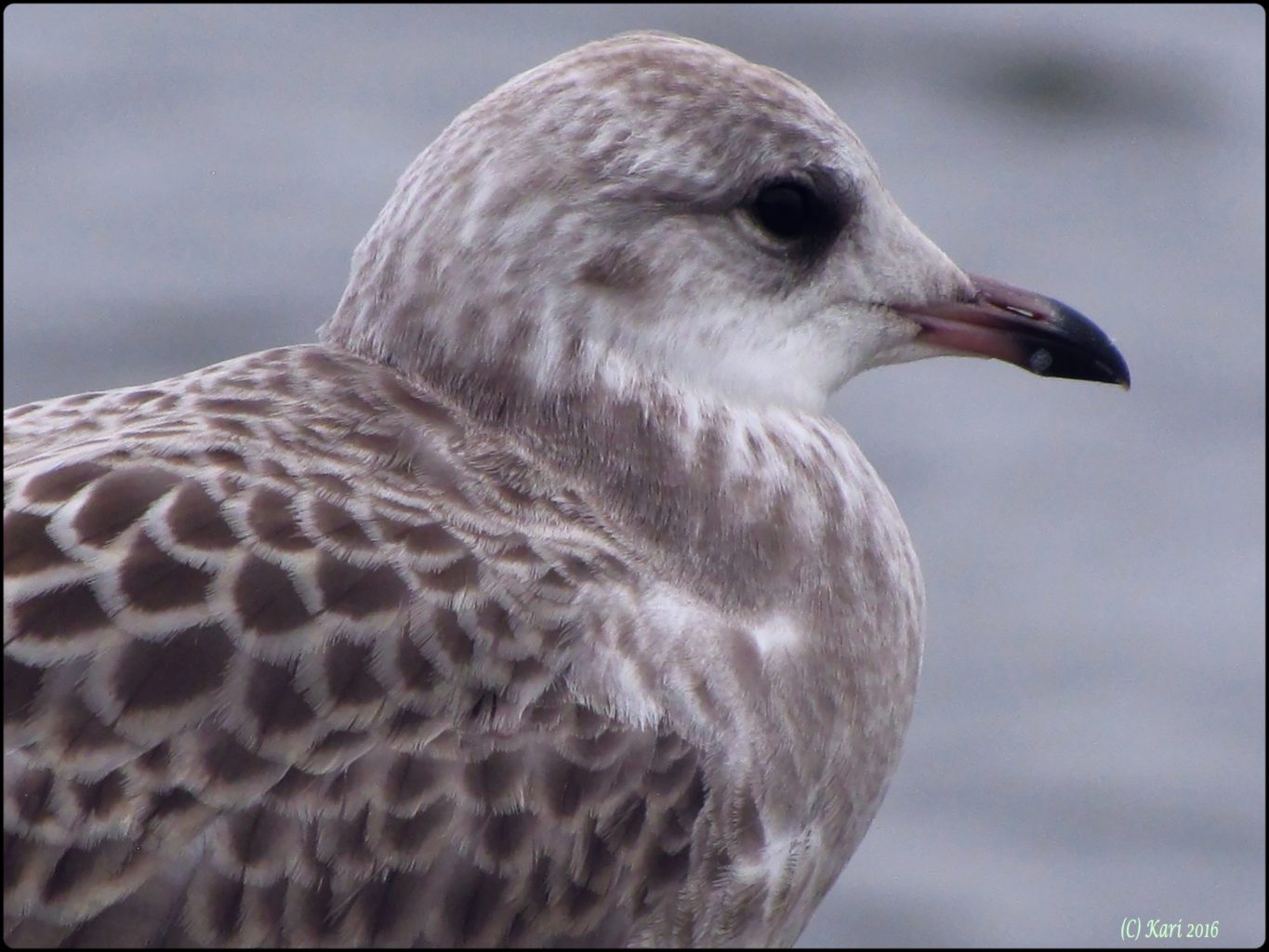 Valokuvaaja: Kari Saarinen