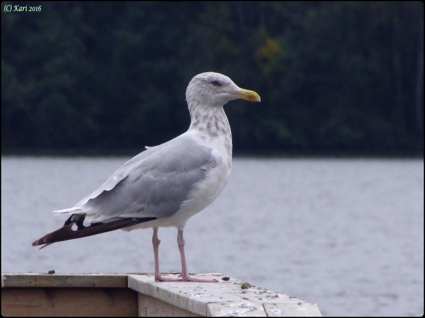 Valokuvaaja: Kari Saarinen