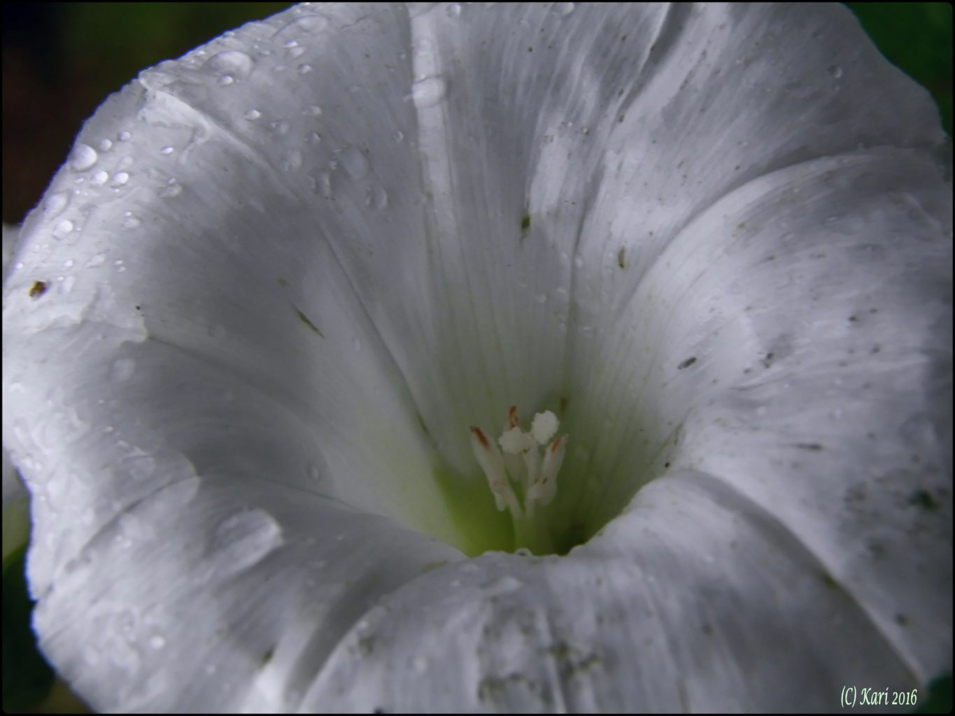 Valokuvaaja: Kari Saarinen