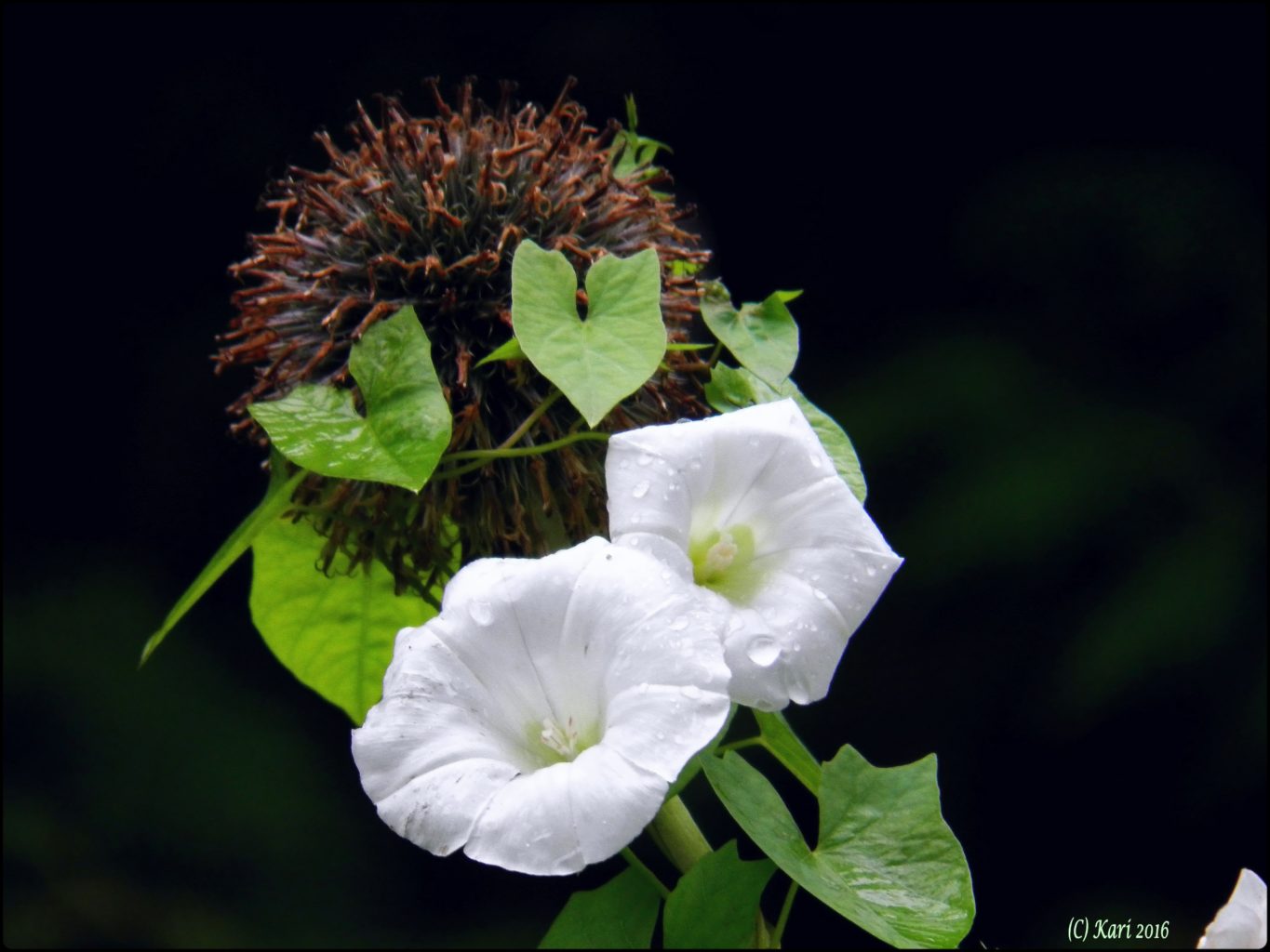 Valokuvaaja: Kari Saarinen