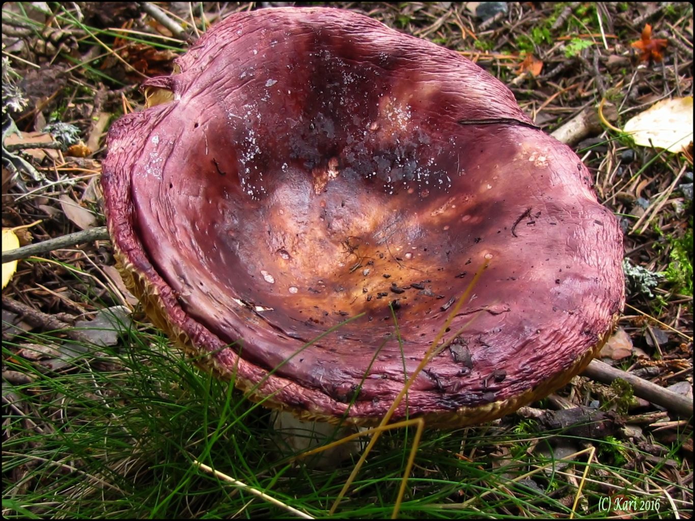 Valokuvaaja: Kari Saarinen