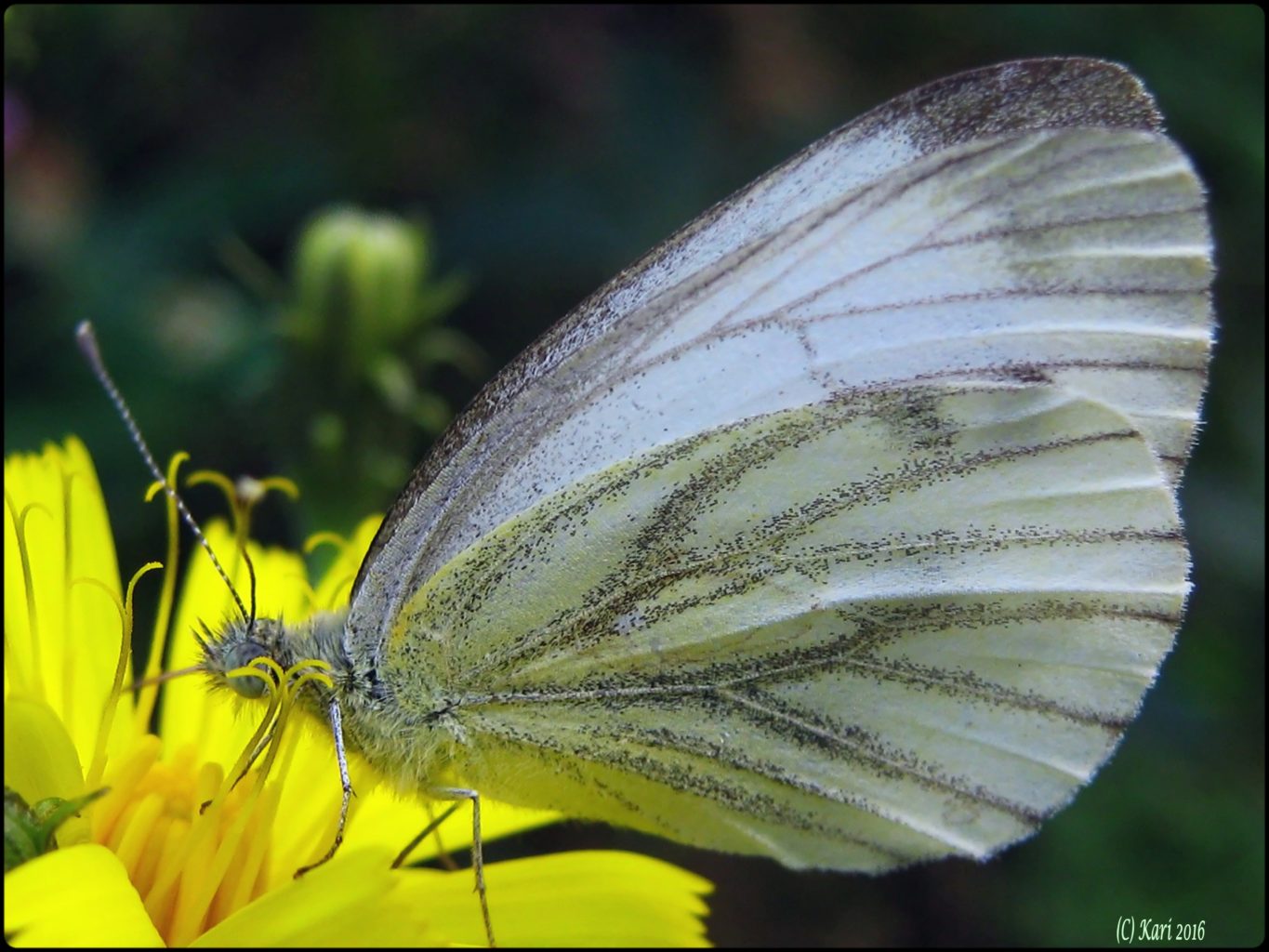 Valokuvaaja: Kari Saarinen