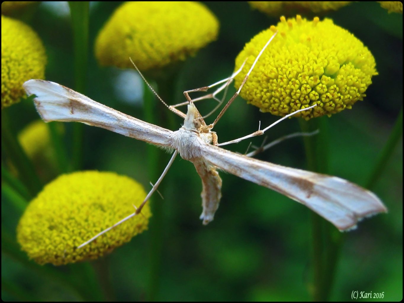Valokuvaaja: Kari Saarinen