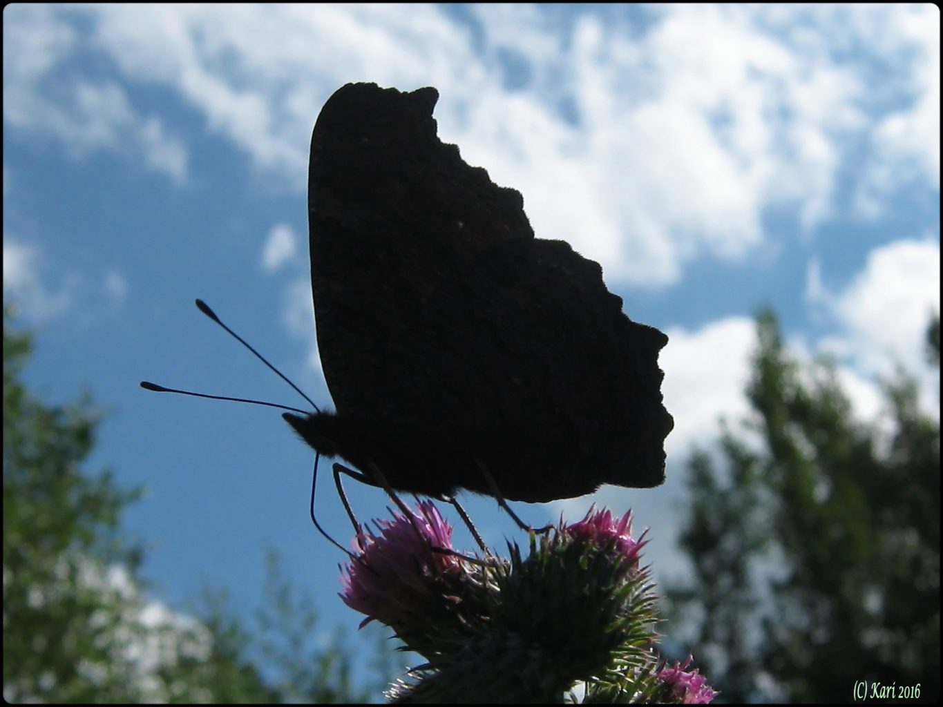 Valokuvaaja: Kari Saarinen