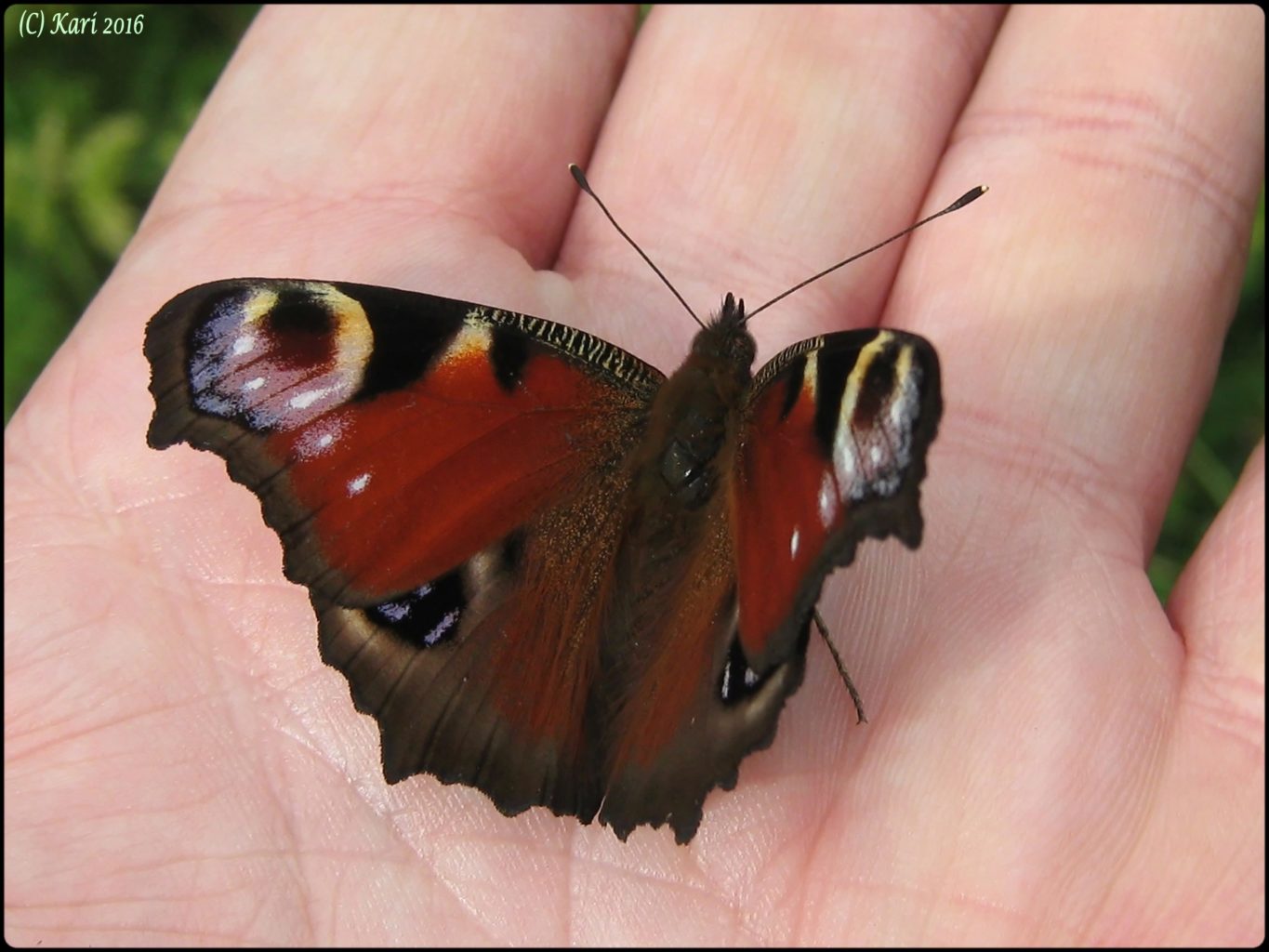 Valokuvaaja: Kari Saarinen