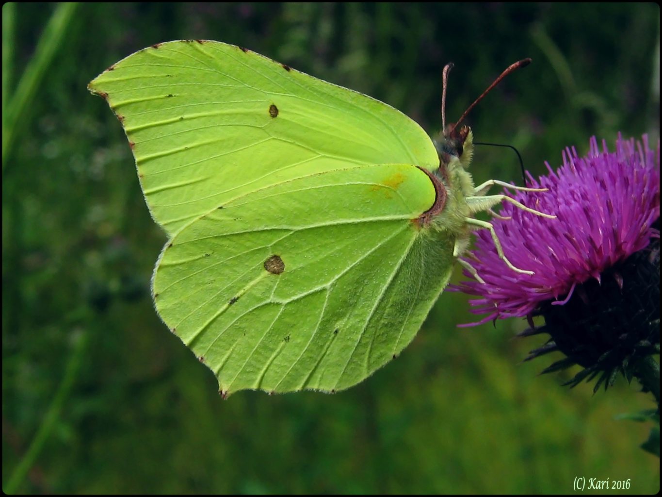 Valokuvaaja: Kari Saarinen