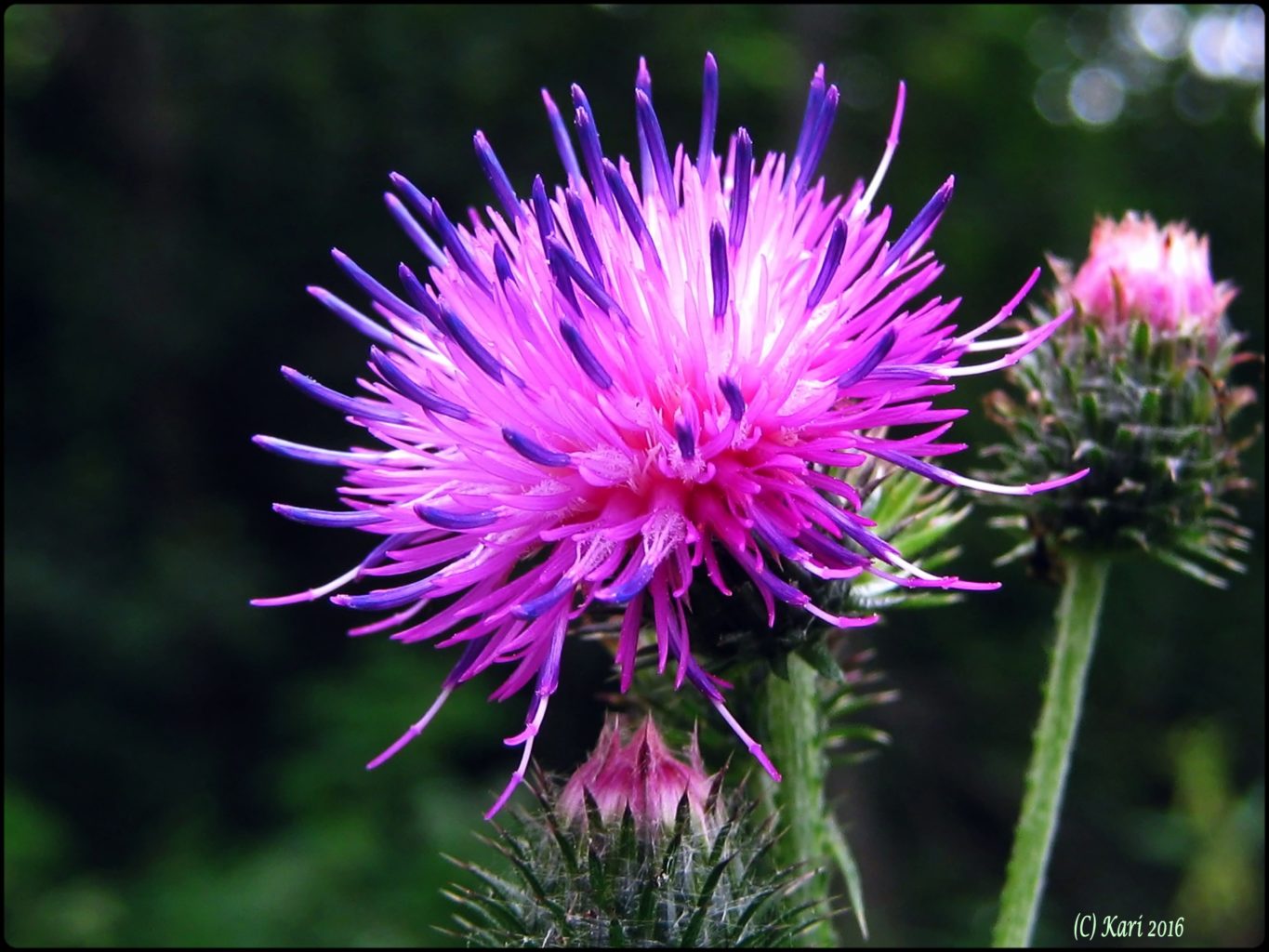 Valokuvaaja: Kari Saarinen