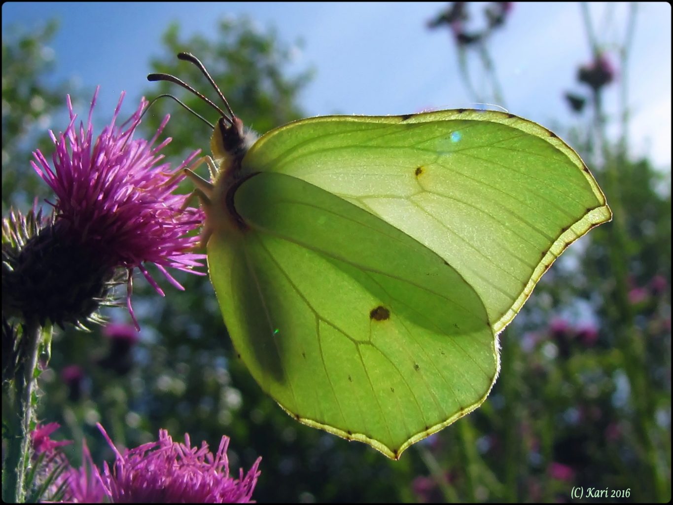 Valokuvaaja: Kari Saarinen