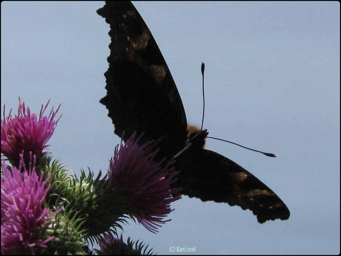 Valokuvaaja: Kari Saarinen